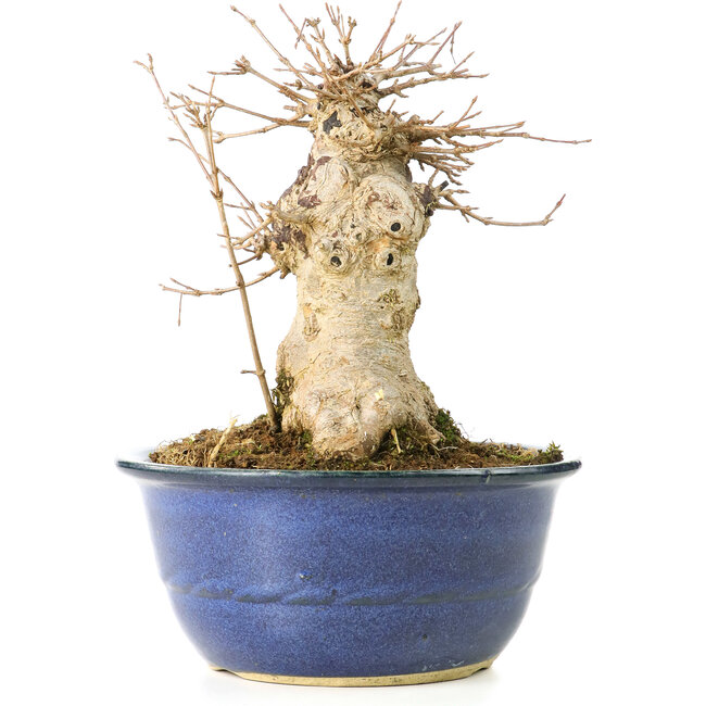 Acer buergerianum, 19 cm, ± 35 years old, with a nebari of 13 cm