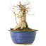 Acer buergerianum, 19 cm, ± 35 años, con un nebari de 13 cm