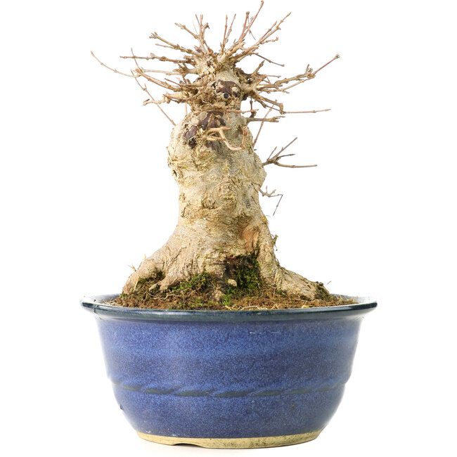 Acer buergerianum, 19 cm, ± 35 jaar oud, met een nebari van 13 cm