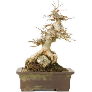 Acer buergerianum, 19,5 cm, ± 40 anni