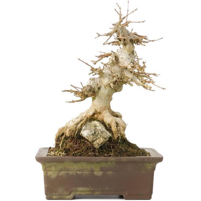 Acer buergerianum, 19,5 cm, ± 40 ans