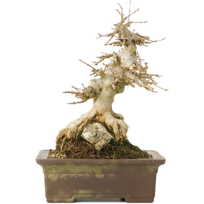 Acer buergerianum, 19,5 cm, ± 40 jaar oud