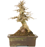 Acer buergerianum, 20,5 cm, ± 40 jaar oud