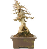 Acer buergerianum, 20,5 cm, ± 40 Jahre alt