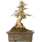 Acer buergerianum, 20,5 cm, ± 40 jaar oud