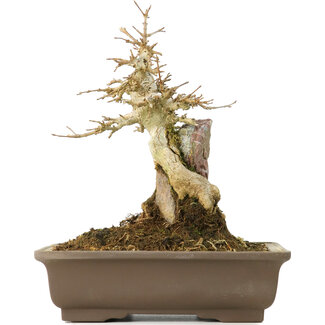 Acer buergerianum, 20 cm, ± 40 jaar oud