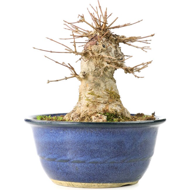 Acer buergerianum, 15,5 cm, ± 35 years old, with a nebari of 11 cm