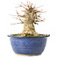 Acer buergerianum, 15,5 cm, ± 35 años, con nebari de 11 cm