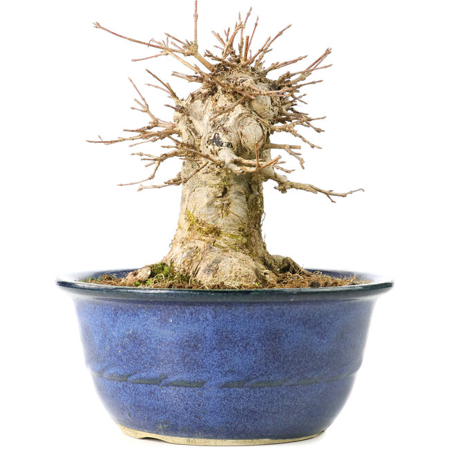 Acer buergerianum, 15,5 cm, ± 35 Jahre alt, mit einem Nebari von 11 cm