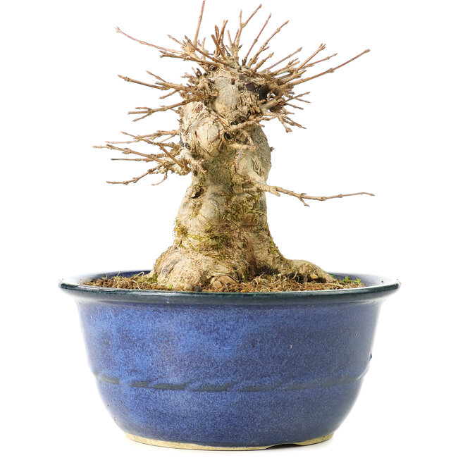 Acer buergerianum, 15,5 cm, ± 35 years old, with a nebari of 11 cm