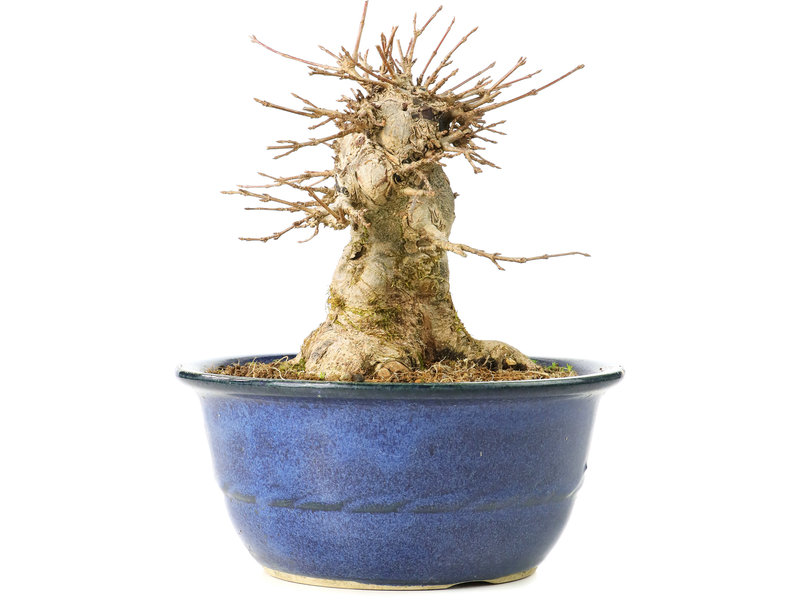 Acer buergerianum, 15,5 cm, ± 35 Jahre alt, mit einem Nebari von 11 cm