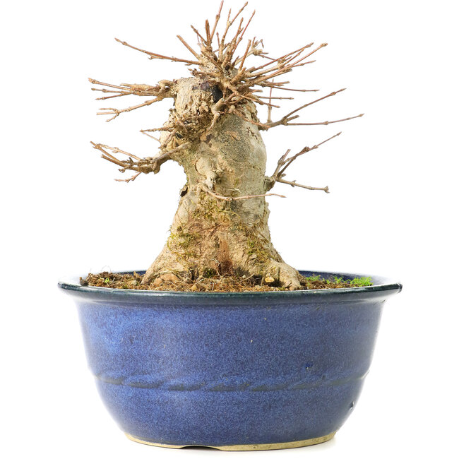 Acer buergerianum, 15,5 cm, ± 35 jaar oud, met een nebari van 11 cm