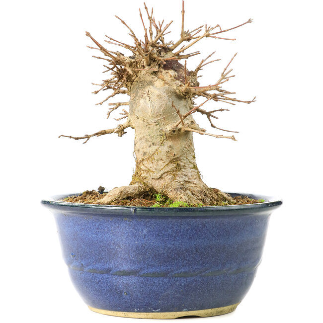 Acer buergerianum, 15,5 cm, ± 35 jaar oud, met een nebari van 11 cm