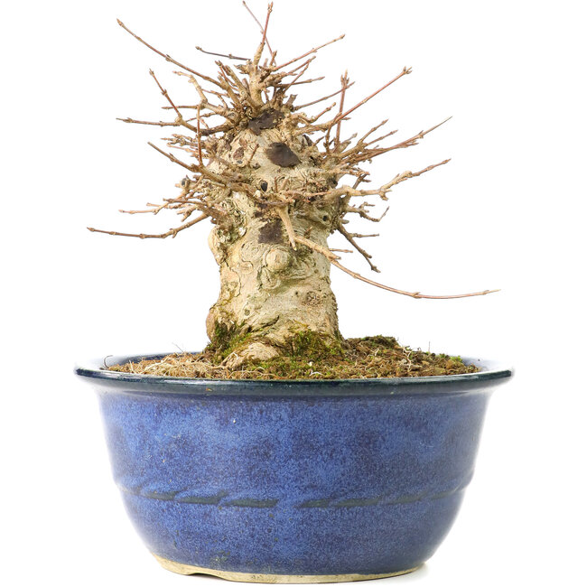 Acer buergerianum, 16 cm, ± 35 jaar oud