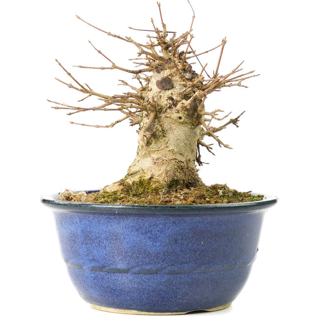 Acer buergerianum, 16 cm, ± 35 años