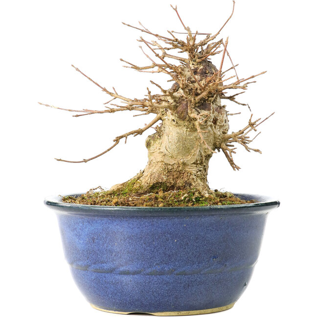 Acer buergerianum, 16 cm, ± 35 años