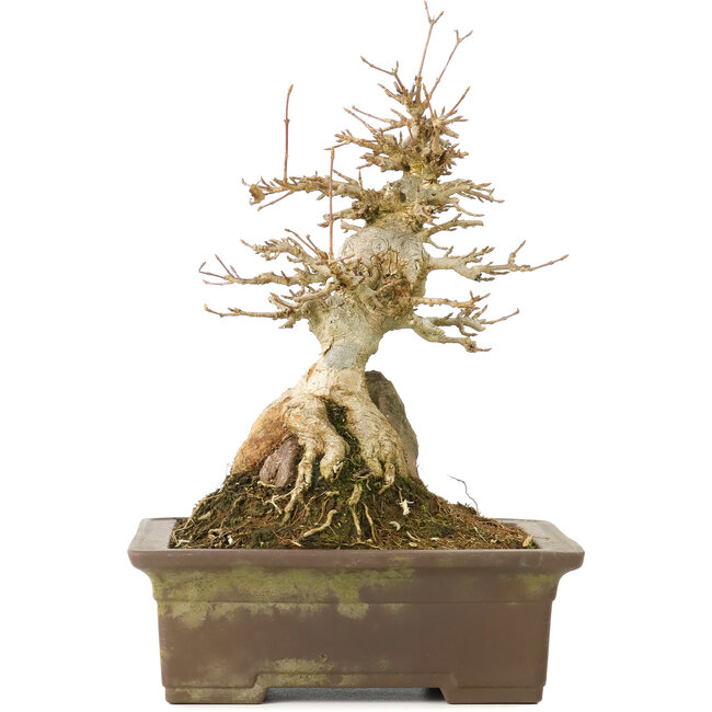 Acer buergerianum, 21 cm, ± 40 jaar oud