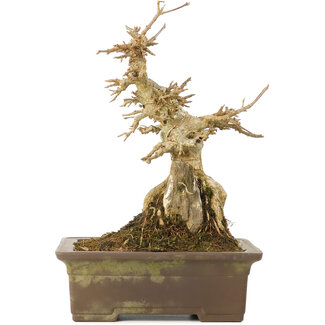 Acer buergerianum, 19,5 cm, ± 40 jaar oud