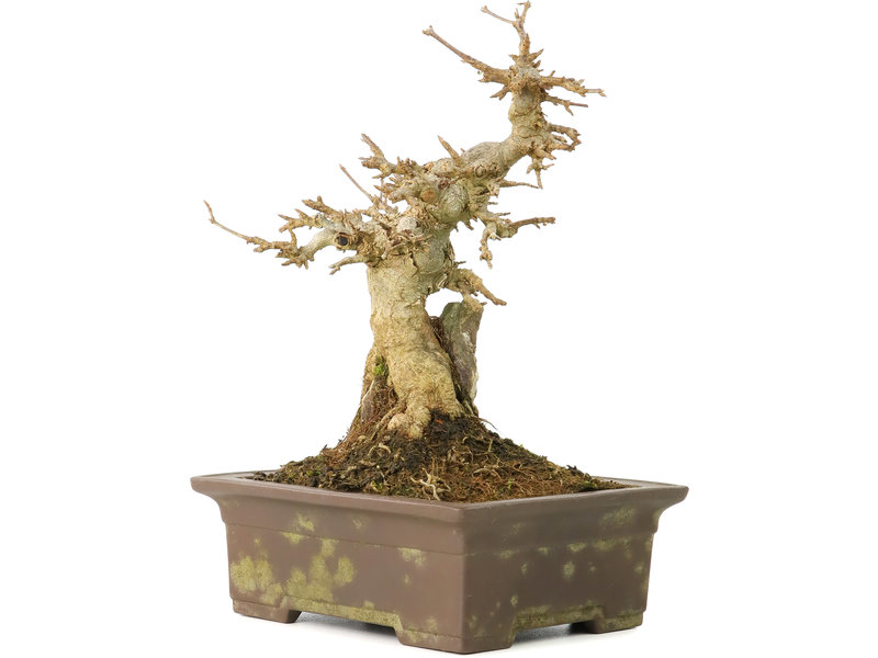 Acer buergerianum, 19,5 cm, ± 40 jaar oud