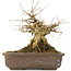 Acer buergerianum, 18,5 cm, ± 40 ans