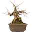 Acer buergerianum, 18,5 cm, ± 40 ans