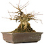 Acer buergerianum, 18,5 cm, ± 40 ans