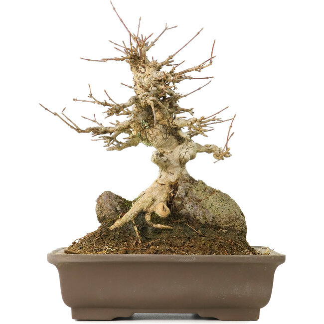 Acer buergerianum, 22 cm, ± 40 jaar oud