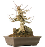 Acer buergerianum, 22 cm, ± 40 jaar oud