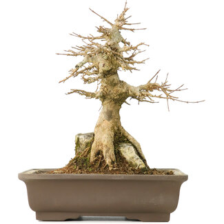 Acer buergerianum, 22 cm, ± 40 jaar oud