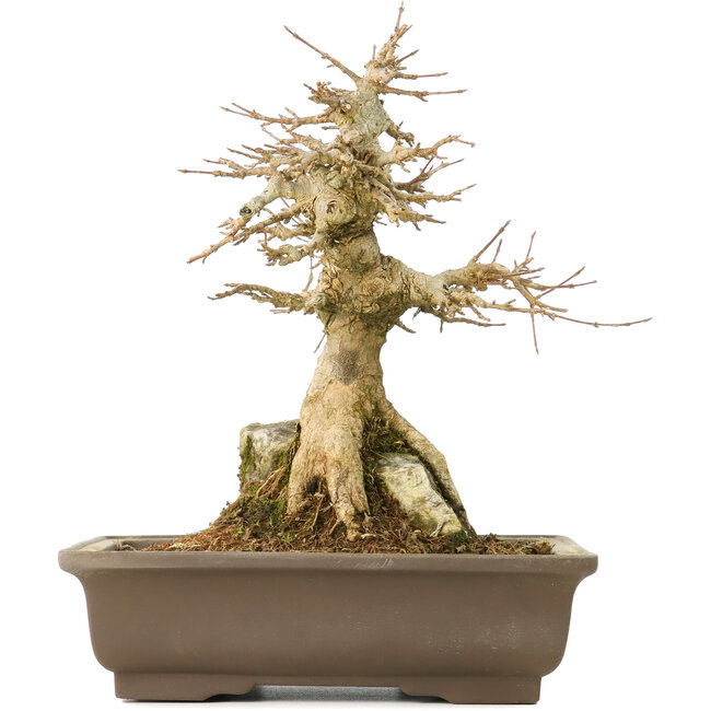 Acer buergerianum, 22 cm, ± 40 ans