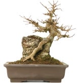 Acer buergerianum, 21 cm, ± 40 jaar oud