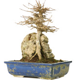 Acer buergerianum, 23 cm, ± 40 jaar oud