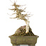 Acer buergerianum, 22,5 cm, ± 40 ans