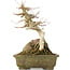 Acer buergerianum, 22,5 cm, ± 40 years old