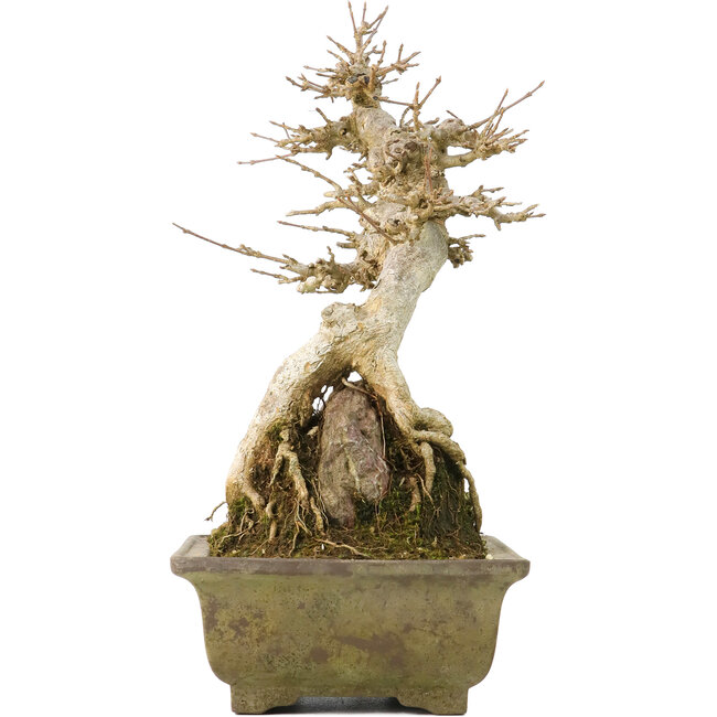 Acer buergerianum, 22,5 cm, ± 40 jaar oud