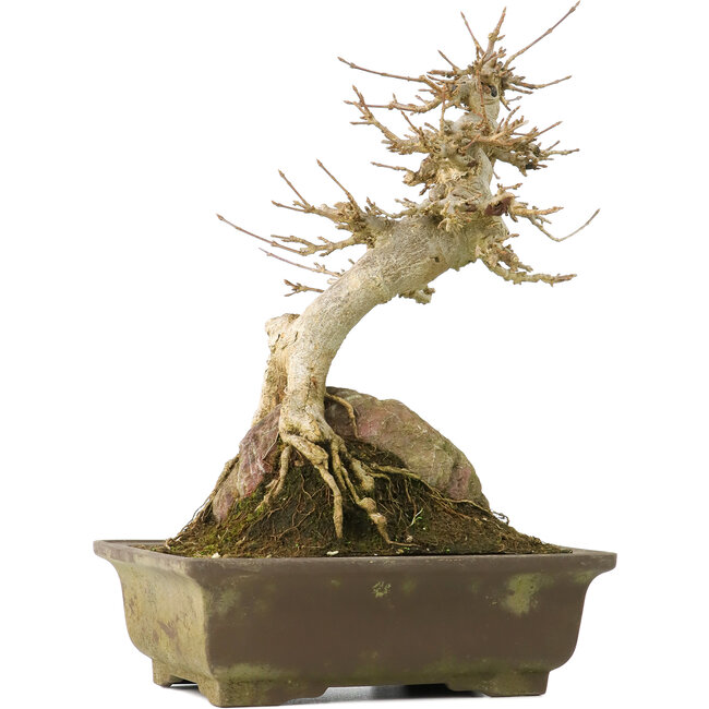 Acer buergerianum, 22,5 cm, ± 40 Jahre alt