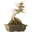 Acer buergerianum, 22,5 cm, ± 40 ans