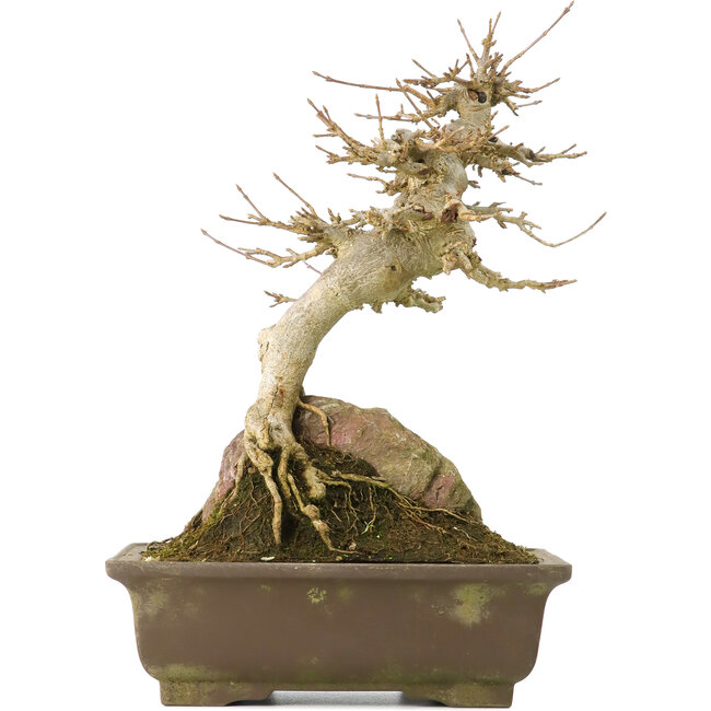 Acer buergerianum, 22,5 cm, ± 40 jaar oud