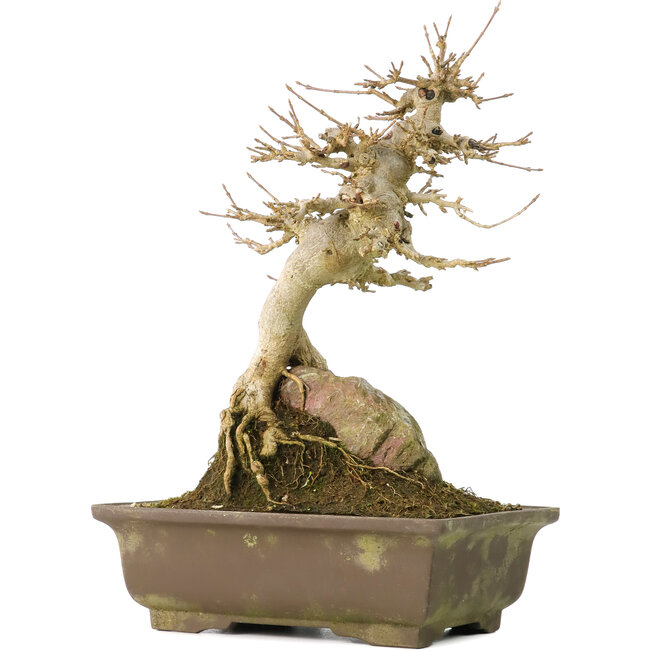 Acer buergerianum, 22,5 cm, ± 40 anni