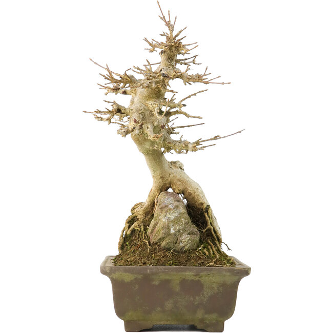 Acer buergerianum, 22,5 cm, ± 40 jaar oud