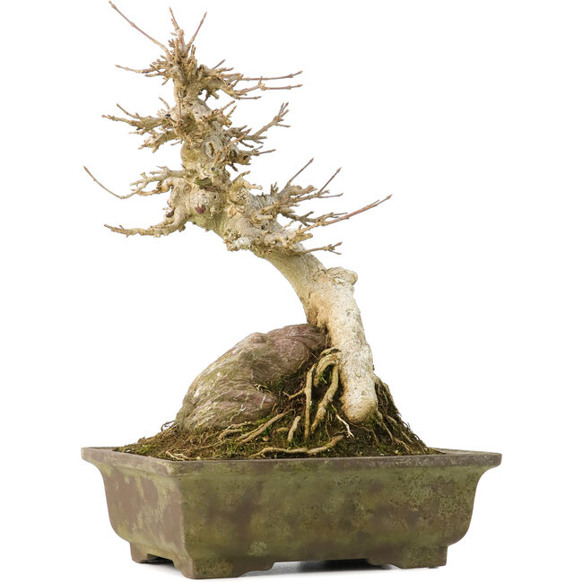 Acer buergerianum, 22,5 cm, ± 40 jaar oud