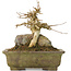 Acer buergerianum, 14 cm, ± 40 years old