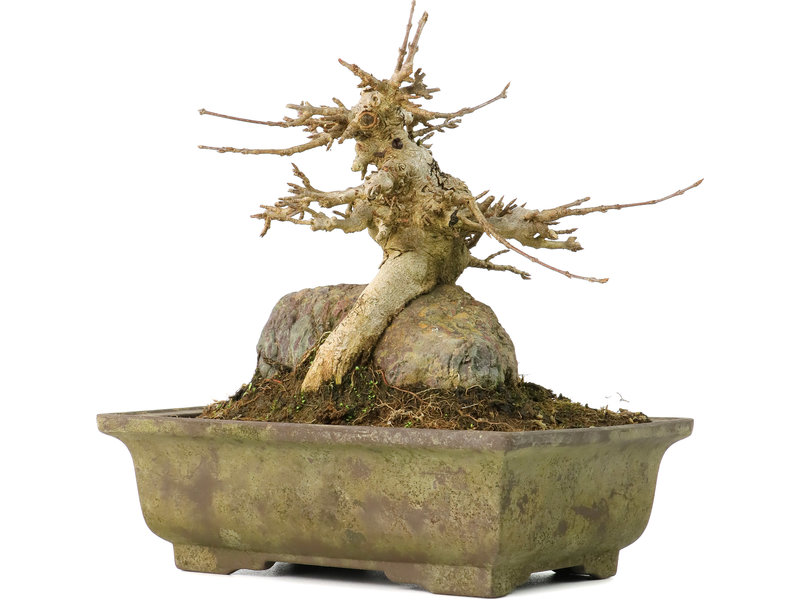 Acer buergerianum, 14 cm, ± 40 jaar oud