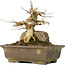 Acer buergerianum, 14 cm, ± 40 ans