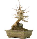 Acer buergerianum, 21 cm, ± 40 jaar oud