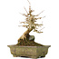 Acer buergerianum, 21 cm, ± 40 years old