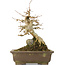 Acer buergerianum, 21 cm, ± 40 jaar oud