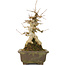 Acer buergerianum, 21 cm, ± 40 years old
