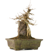 Acer buergerianum, 18,5 cm, ± 40 jaar oud