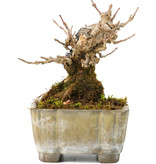 Acer buergerianum, 8,5 cm, ± 30 Jahre alt